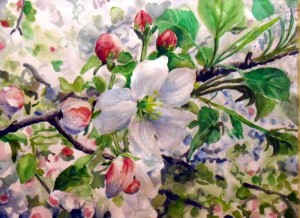 Apple Blossom