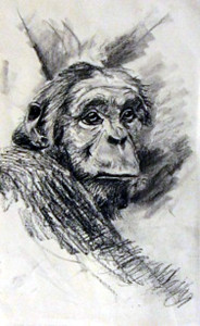 Female Chimp