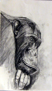 Male Chimp