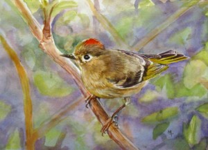 Ruby Crowned Kinglet