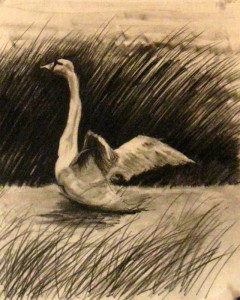 Swan in water