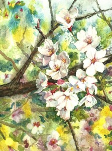 apple blossoms 002